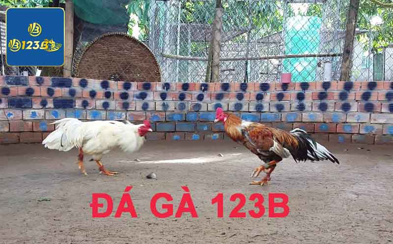 Đẳng cấp trang đá gà 123b