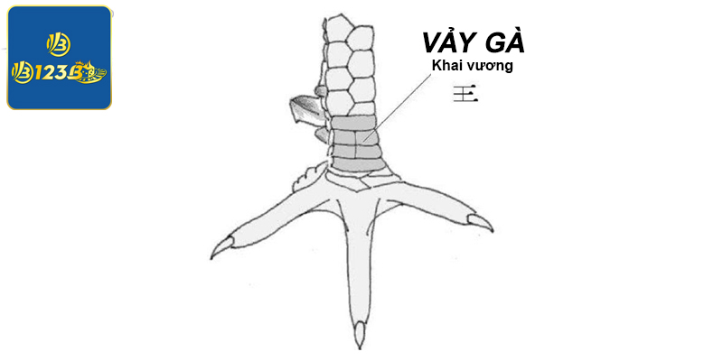 Vảy gà khai vương là một dạng vảy rất hiếm